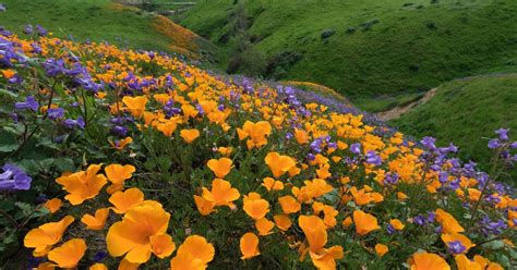These Spring Zoom Backgrounds Include A California Superbloom