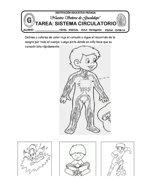 13 Tarea Sistema Circulatorio By Katy Hormiguita Issuu