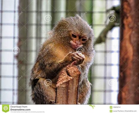 Pygmy Marmoset Cebuella Pygmaea The World S Smallest Monkey Stock