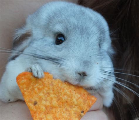 31 Cute Animals That Will Fill Your Heart With Joy Photos Huffpost