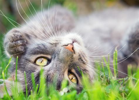6 Types Of Tick Borne Disease In Cats Petmd
