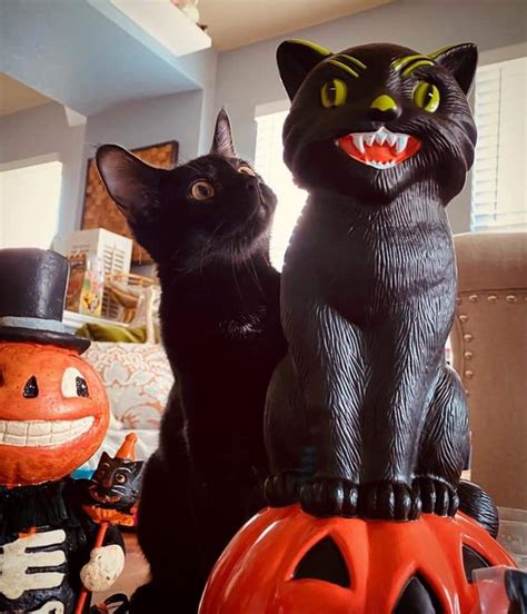 Black Cat Halloween Decorations Accidentalrockwell