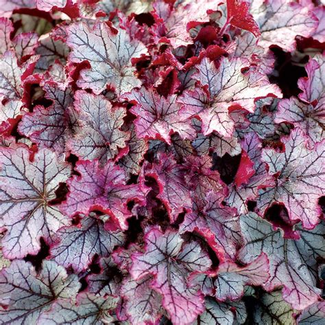 The 19 Best Heuchera Coral Bell Varieties Rhythm Of The Home