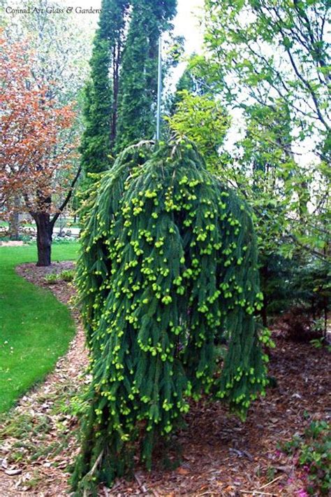 Every weeping norway spruce has its own personality. Weeping Norway Spruce | Garden Goodness | Pinterest