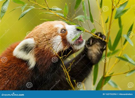 Red Panda Eating Bamboo Stock Photo Image Of Natural 163755394