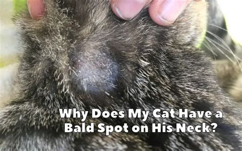Why Does My Cat Have A Bald Spot On His Neck Bengal Cat Care
