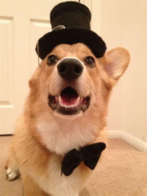 Photoshoot Cute Puppy Halloween Corgi Silly Monocle Top Hat Bow Tie Pembroke Welsh Corgi Tbt