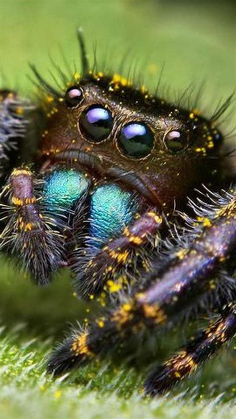 spider close makrosemki nasekomye udivitelnaya priroda