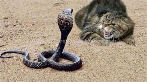 mimpi kucing dan ular