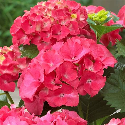 Red Sensation Hydrangea Red Hydrangea Hydrangeas For Sale Hydrangea