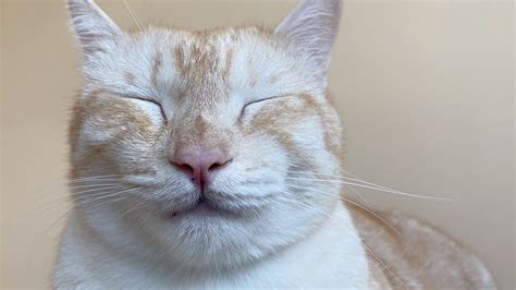 Meditating Cat Master Of Meditation Youtube