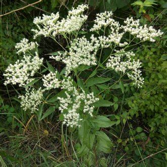Please go through the groups in order. White Snakeroot vs Late Boneset: Identification - bplant.org