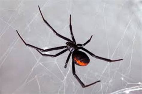 They played a starring role in his doctoral research, and he wanted to understand them better. 10 Facts about Black Widow Spiders | Fact File