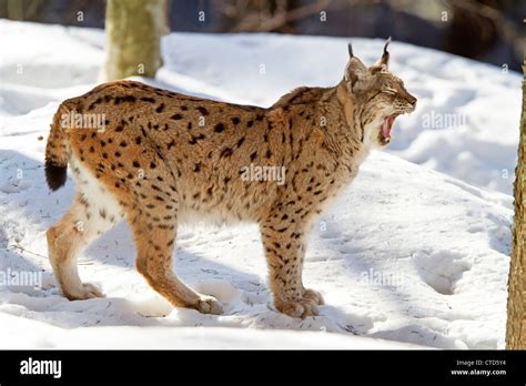Lynx In Snow Lynx Lynx Stock Photo Alamy