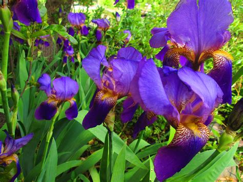 More Iris 4k Ultra Hd Wallpaper And Background Image 4608x3456 Id