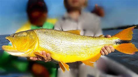 Pesca De Dorado Salminus Maxillosus Pesca En Argentina Todo Sobre