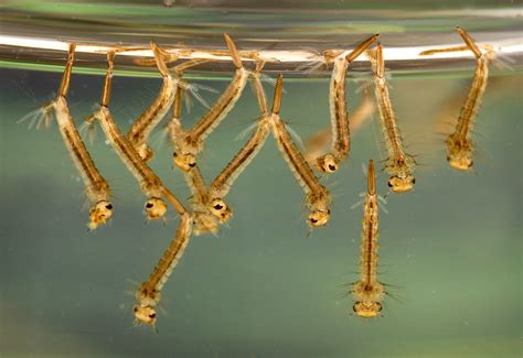Public Domain Picture Close Up Of Culex Mosquito Larvae In Water Id