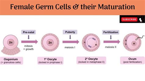 Female Germ Cells And Their Maturation Oogenesis Cell Germ Female