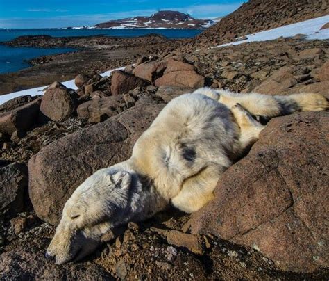 Shocking Photos Of Young Polar Bears Who Died Of Starvation Are A