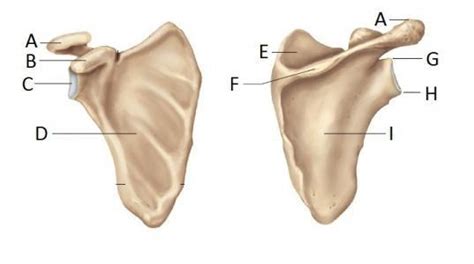 Scapula Anatomy Diagram Quizlet