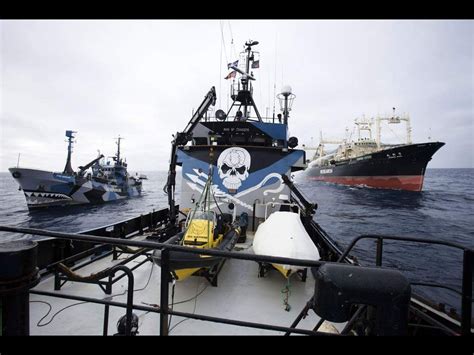 Sea Shepherd Ships Bob Barker And Steve Irwin Navigate Close To Japanese