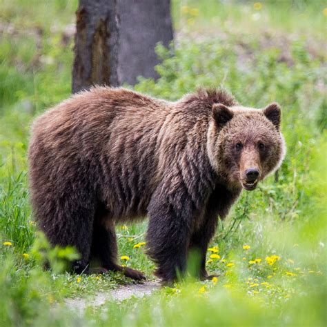 Grizzly Bear Nature Companion