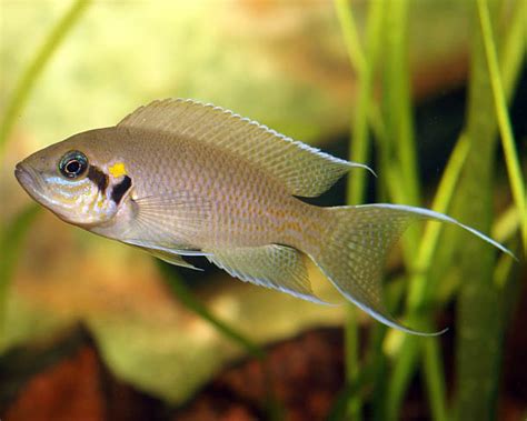 Animals That Live In Freshwater Depending On Clean Water Five