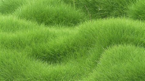 🔥 47 4k Wallpaper Grass Wallpapersafari