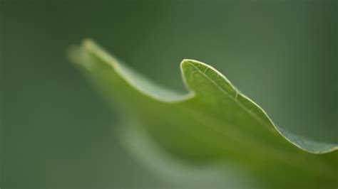 壁纸 阳光 水 性质 科 绿色 露 叶 厂 下降 植物区系 花瓣 电脑壁纸 特写 微距摄影 草家庭 植物茎