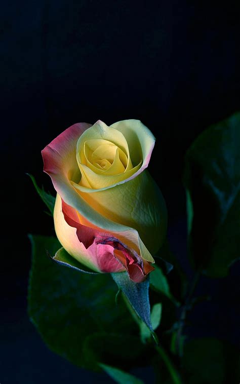 Apple Iphone Wallpape Beautiful Rose Flowers Beautiful Roses