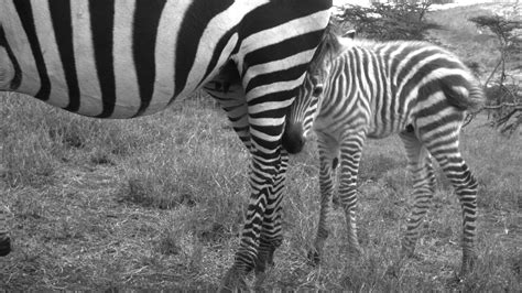 The zebra's stripes arise from melanocytes (specialized skin cells) that selectively determine the pigmentation of the animal's fur. Mpala Live! Field Guide: Plains Zebra | MpalaLive