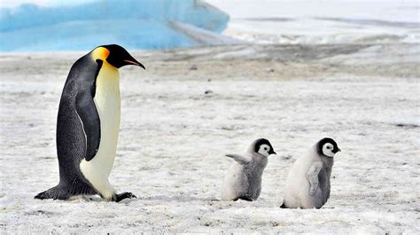Pingüino Emperador Alerta A Expertos Ante Su Posible Extinción La