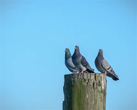 Three Pigeons Paul Vanderwerf Flickr