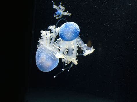 Jellyfish On Display At The Fort Fisher Aquarium Smithsonian Photo