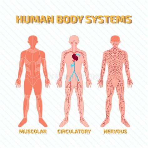 Sistemas Del Cuerpo Humano Ilustración Del Vector Ilustración De
