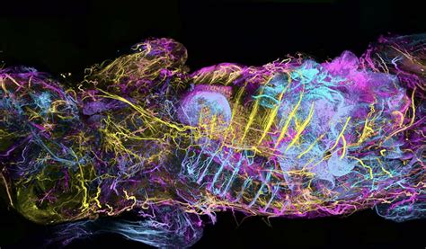 Using Antibodies to Map at the Cellular Level and Reveal Hidden