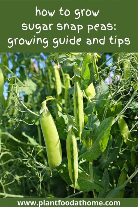 How To Grow Sugar Snap Peas Growing Guide And Tips Snap Peas Garden