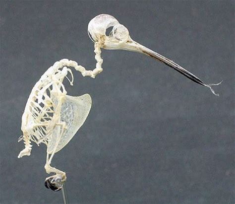 Humming Bird Skeletonfound A Small Bird Skeleton Real On Ebay And