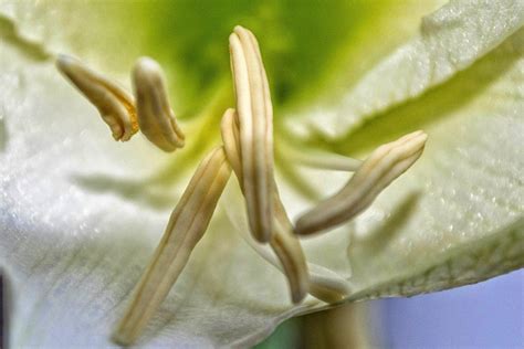 Gambar Gratis Daun Bunga Lily Alam Tanaman Putik Serbuk Sari Nektar