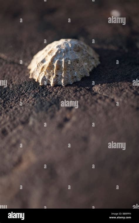 Single Limpet Hi Res Stock Photography And Images Alamy