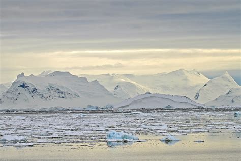 Emperor Penguin Tours Antarctica Weddell Sea Birdquest