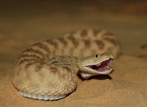 Common Sand Viper Cerastes Vipera עכן קטן Flickr Photo Sharing