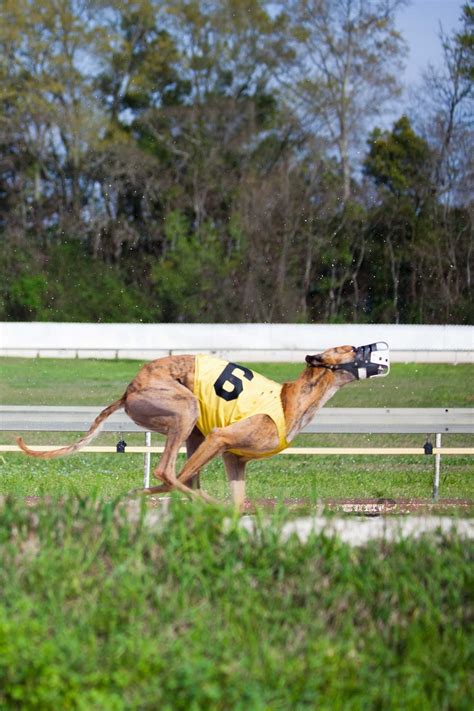 Live racing to end at Mobile Greyhound Park - al.com