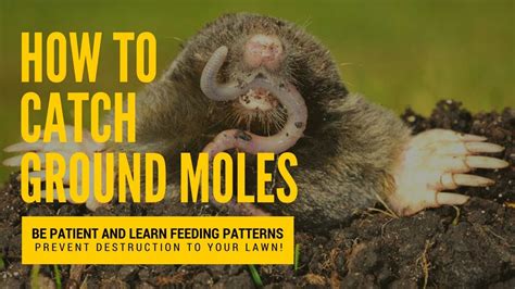 How To Catch A Mole How To Kill Lawn Moles What Moles Do To Your