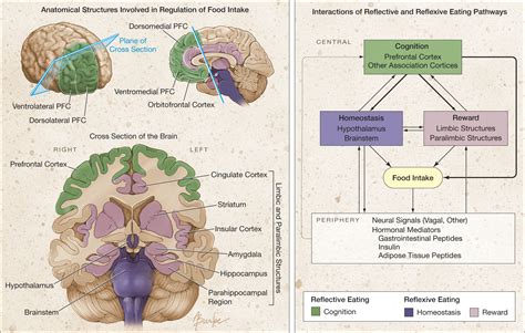 The Right Brain Hypothesis For Obesity Obesity Jama Jama Network