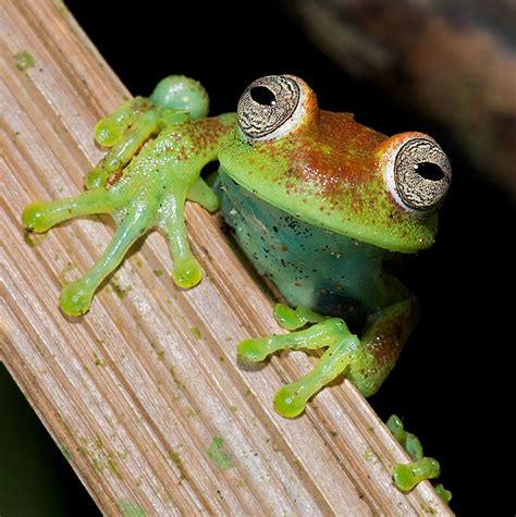 Polka Dot Tree Frog Madidi National Park Bolivia By Sean Crane Frog