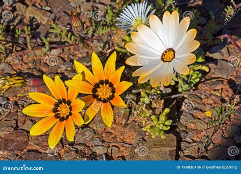 Three Wildflowers Growing In Rocky Soil In Tankwa Stock Photo Image