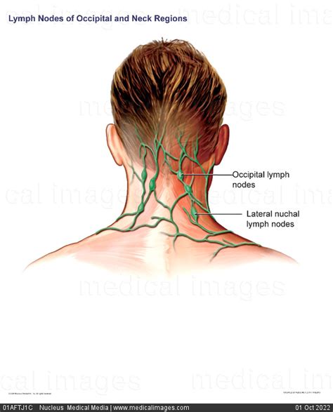 Lymph Node Back Of Neck Anatomy Lymph Node Back Of Neck Anatomy