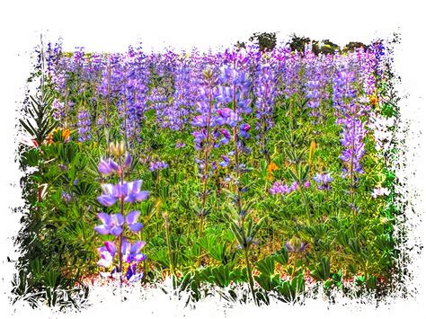 Field Of Purple Wildflowers Free Stock Photo Public Domain Pictures