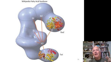 Fatty Acid Synthesis Youtube